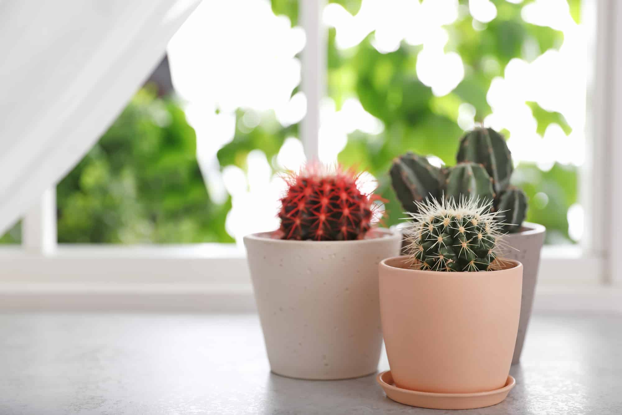 Cactus in window